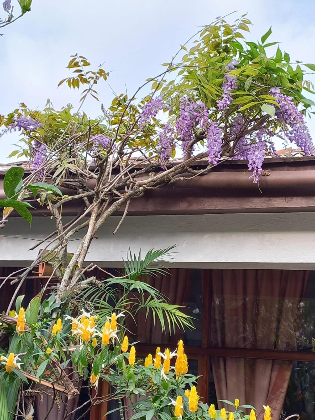 Posada Galeria Alberto Sedas Huatusco Ngoại thất bức ảnh