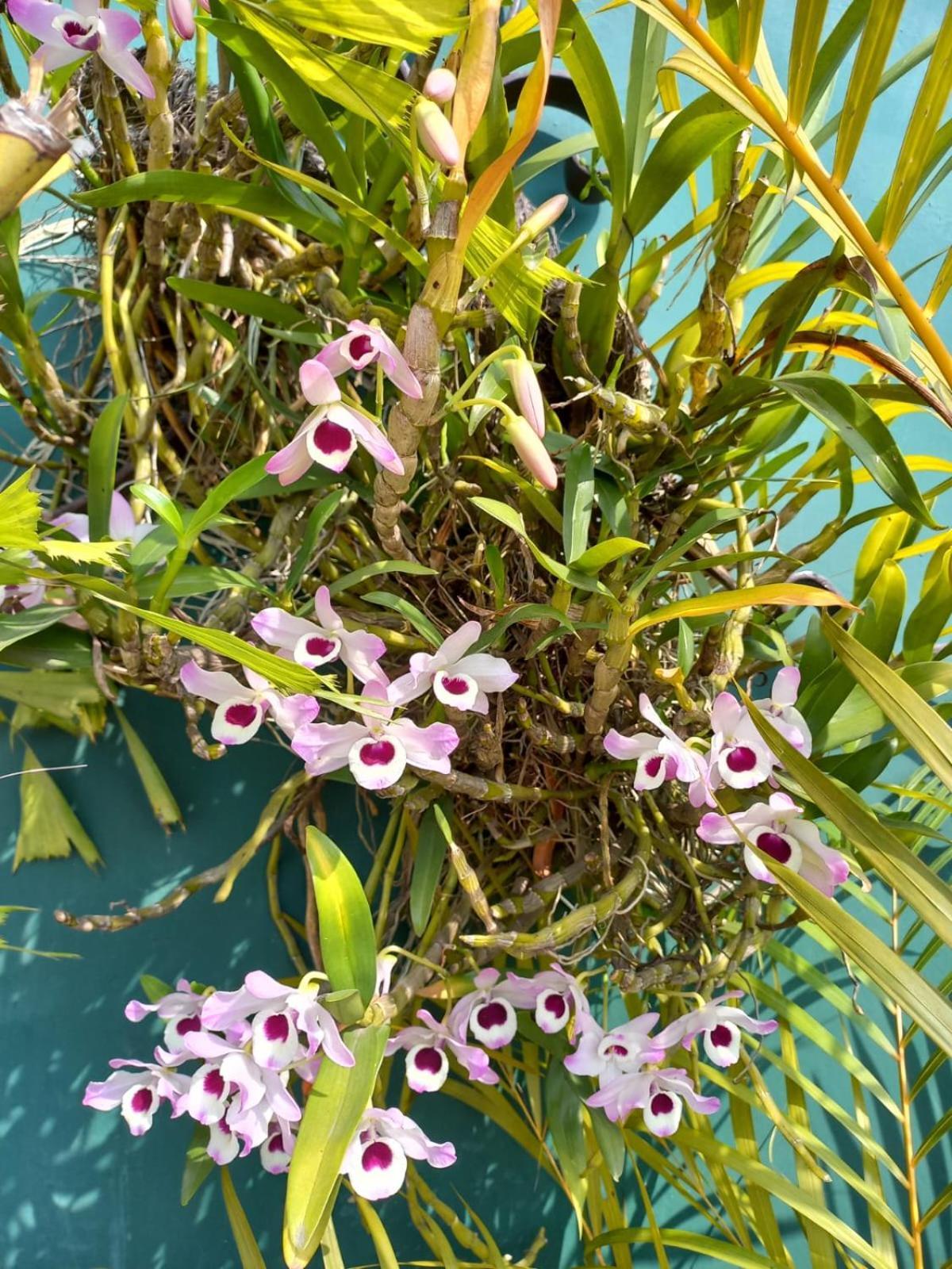 Posada Galeria Alberto Sedas Huatusco Ngoại thất bức ảnh